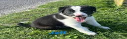Border Collie honden te koop: Border collie puppy's in Oude Pekela - Advertentie 25