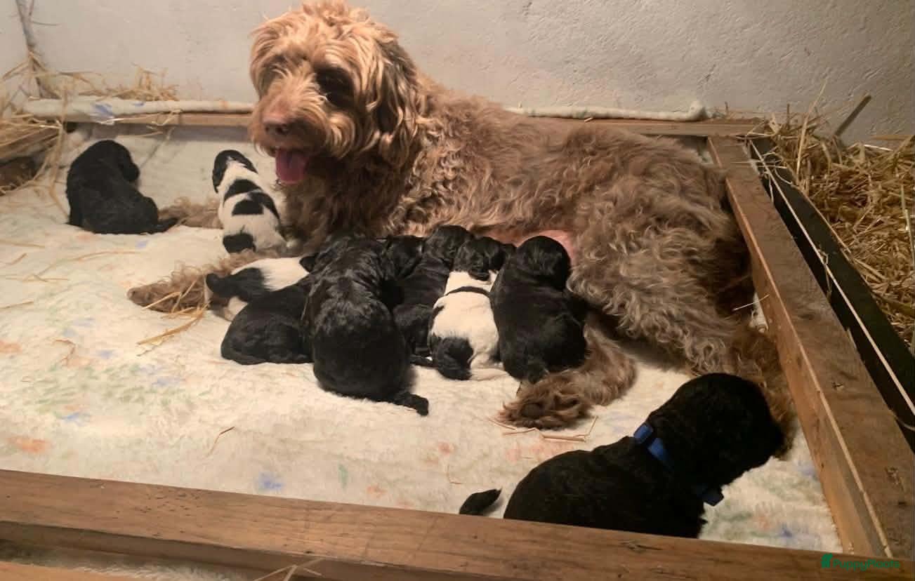 Labradoodle honden  Medium Labradoodle pups  zoeken gouden mandje - Advertentie 1