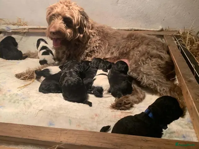 Labradoodle honden te koop: 1 zwart labradoodle teefje te koop - Advertentie 1