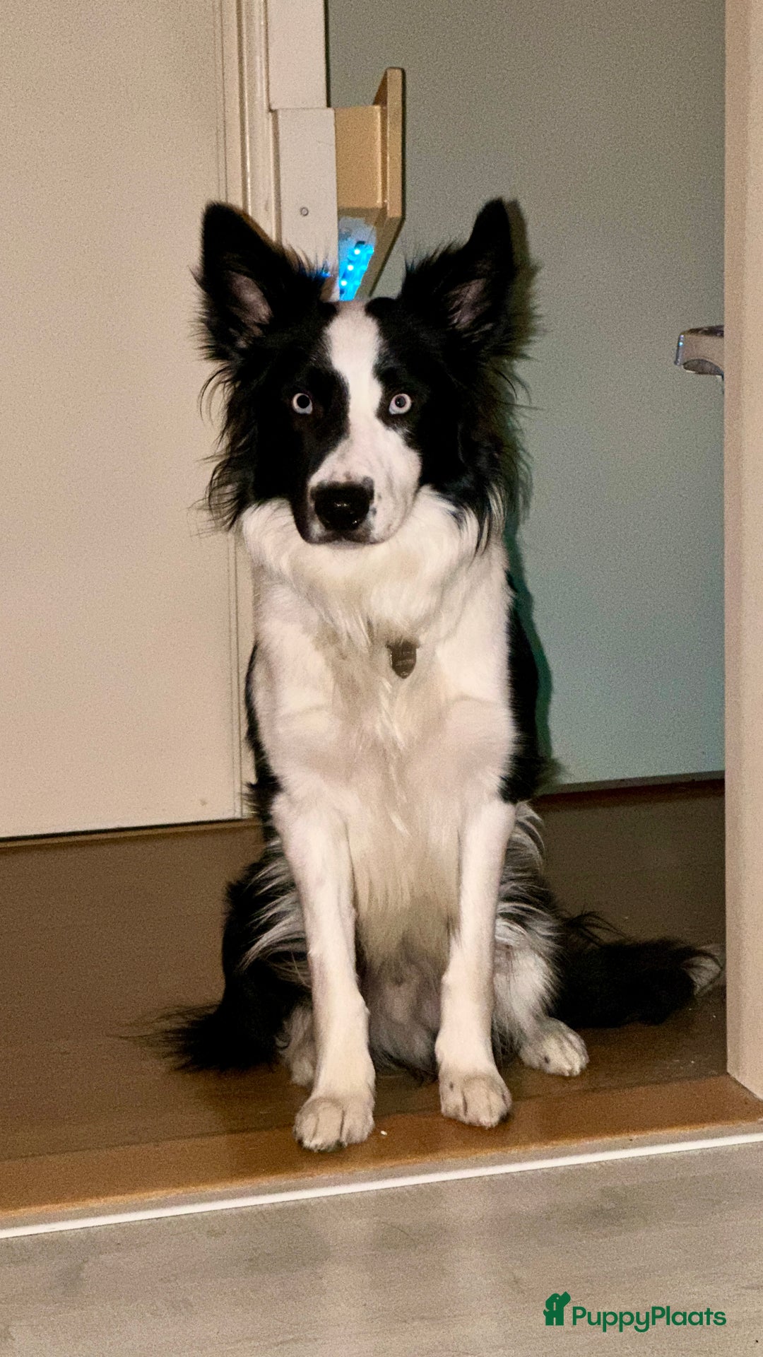 Border Collie honden ter dekking: Border Collie Dekreu in Terneuzen - Advertentie 2