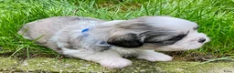 Boomer honden te koop: Boomerpups - Advertentie 9