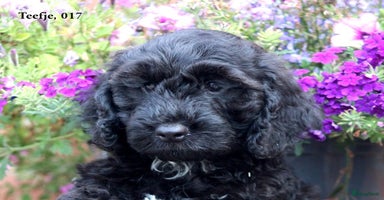 Cockapoo honden - Advertentie 15