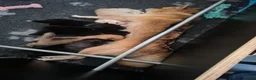 Pomsky honden te koop: 5 pomsky pups - Advertentie 2