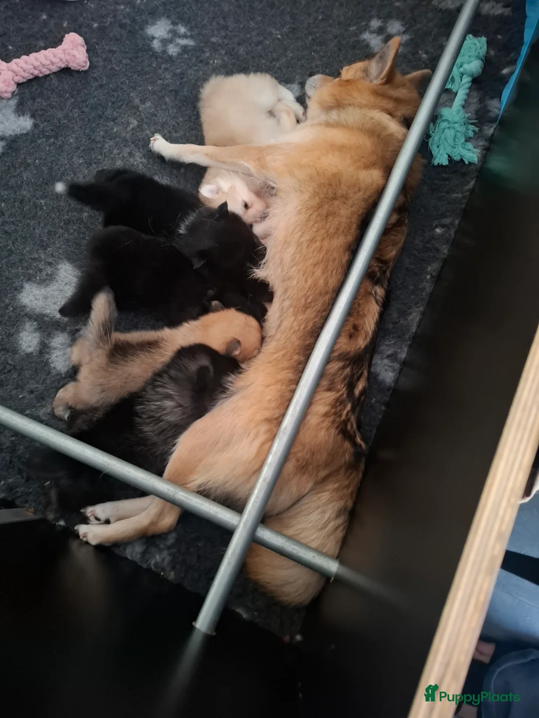 Pomsky honden te koop: 5 pomsky pups - Advertentie 2