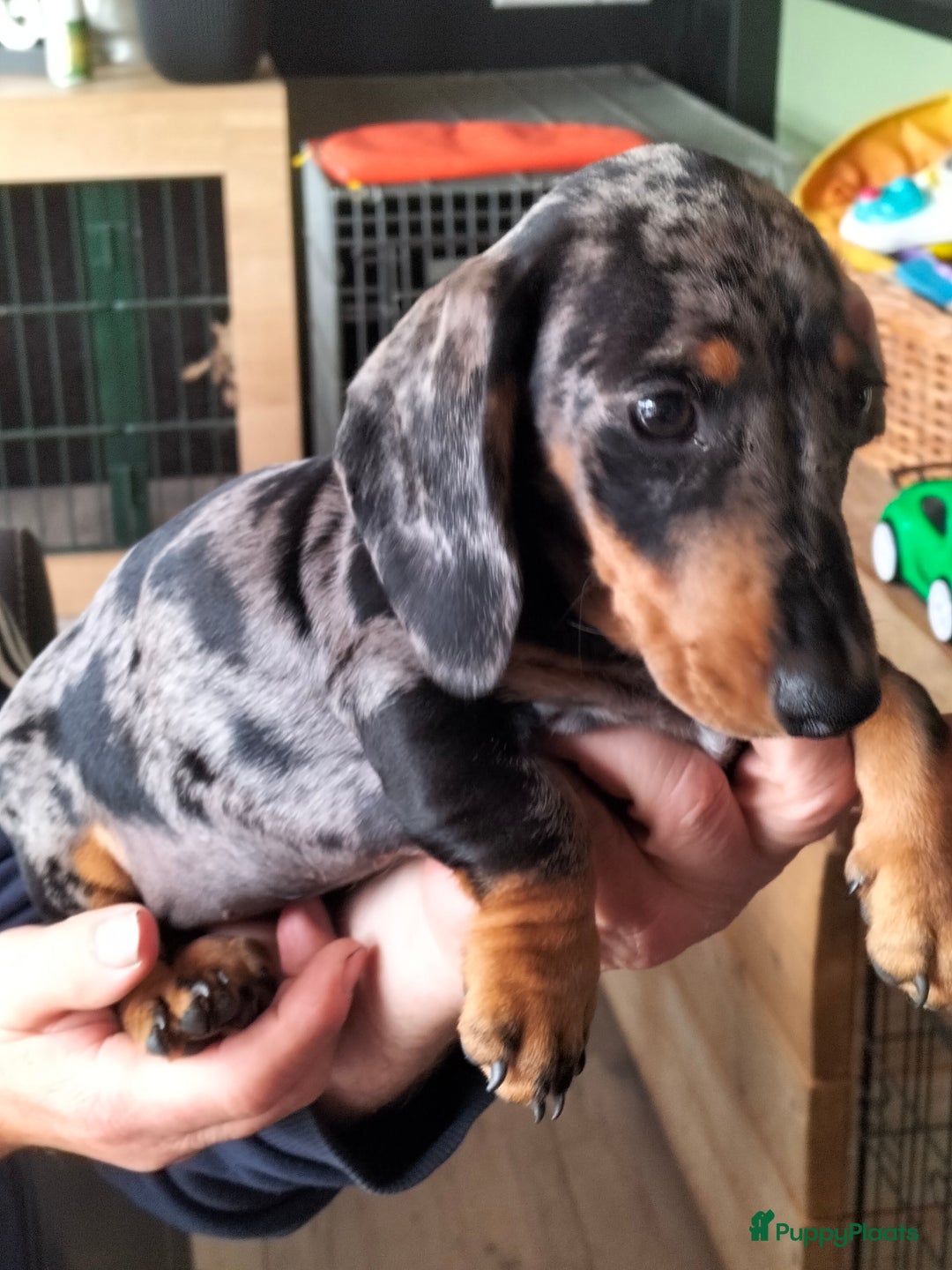 Teckel (korthaar)  honden te koop: Dwerg teckeltjes - Afbeelding 3