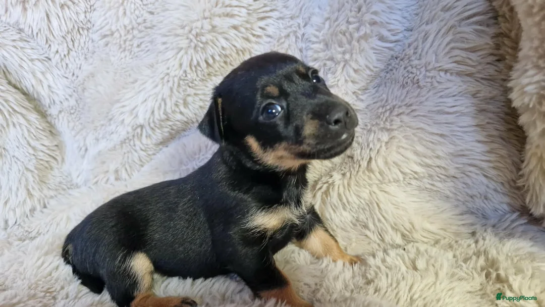 Jack Russel Terriër honden te koop: Super mooie jack russel pups - Advertentie 3