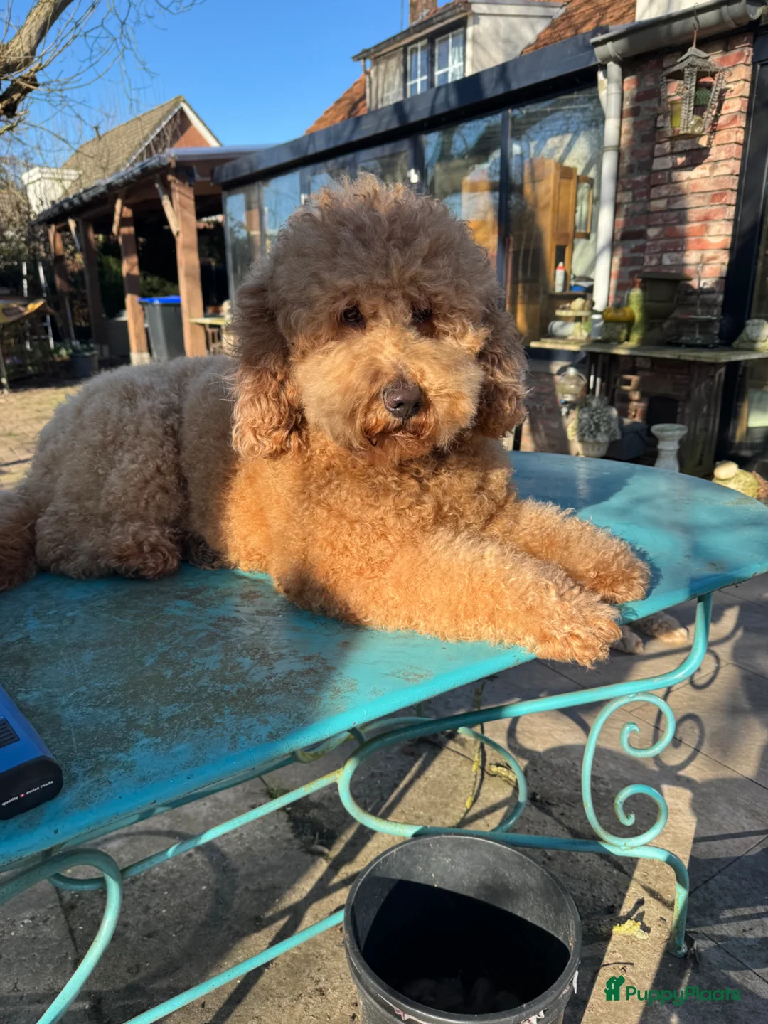 Australian Labradoodle honden te koop: Prachtig nest labradoodles (medium) in Vierlingsbeek - Advertentie 1