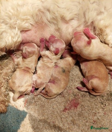 Maltipoo honden Maltipoo reutje f 1, maltezer x toy poedel - Advertentie 1