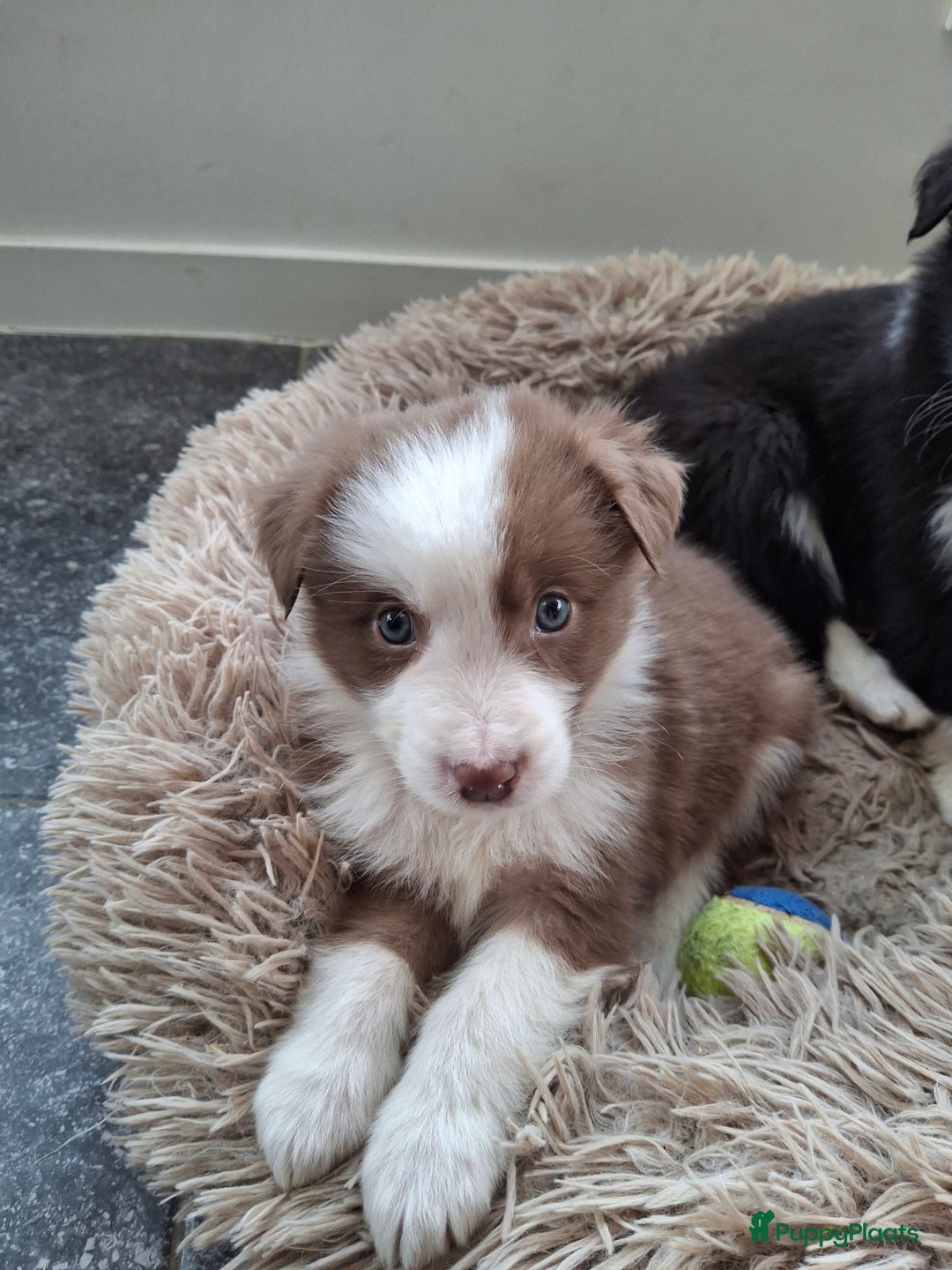 Australian Shepherd honden te koop: Raszuiver Australian Shepherd pups op de boerderij - Advertentie 15
