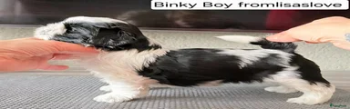 Shih Tzu Puppy 3