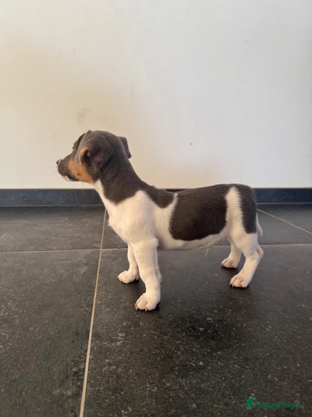 Jack Russel Terriër honden te koop: Jack Russel reutje te koop - Advertentie 3