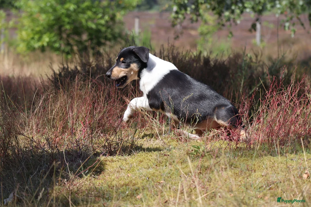 Schotse Herdershond korthaar honden te koop: Nog 1 knappe reu schotse collie korthaar reuen. - Advertentie 2