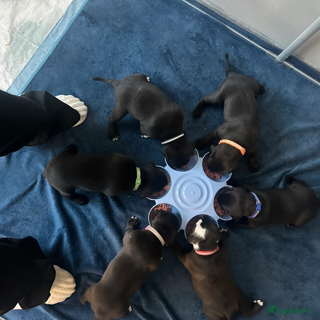 Amerikaanse Bully honden te koop: American bully xl pups  - Advertentie 9