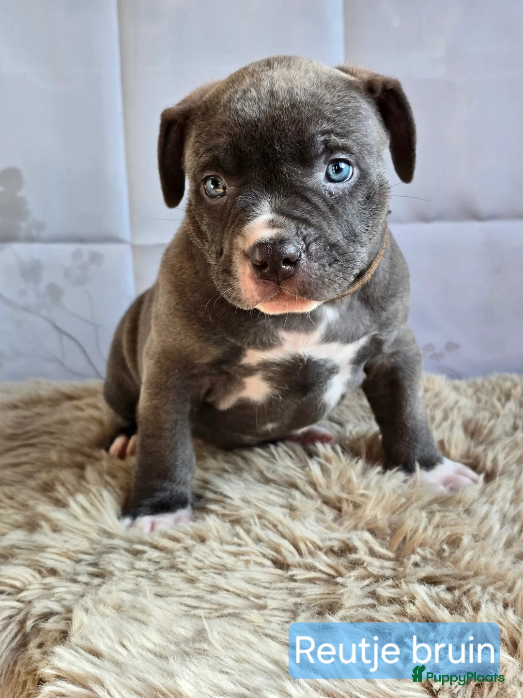 Amerikaanse Bully honden te koop: American Bully XL pups ABKC stamboom - Advertentie 17