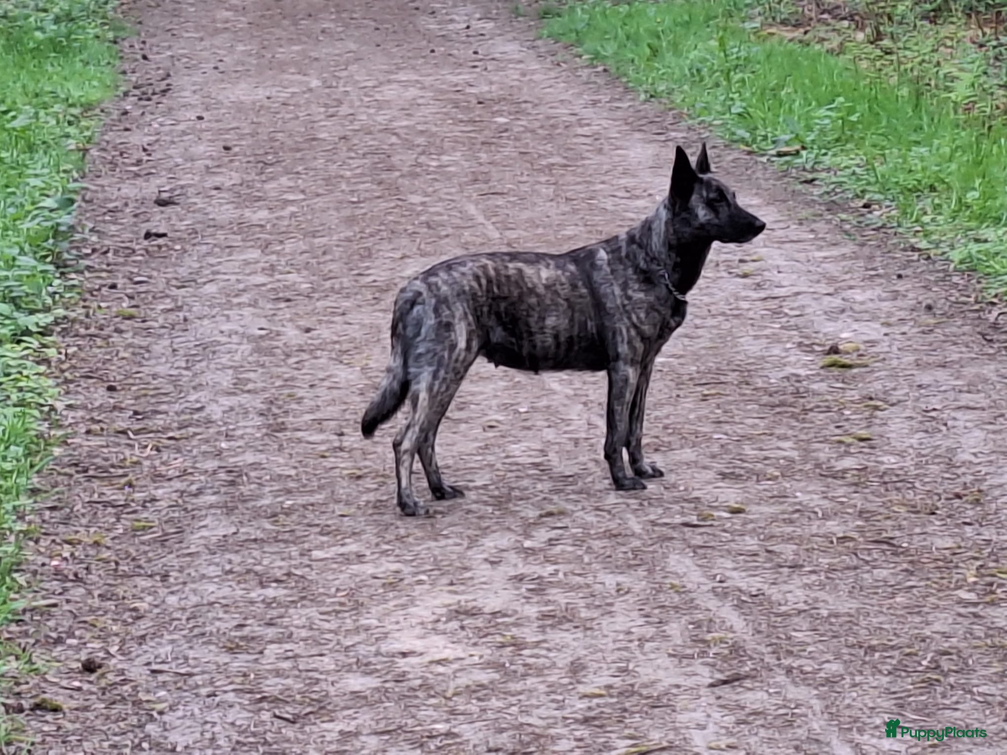 Hollandse Herder honden Raszuivere Hollandertjes - Advertentie 1