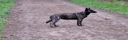 Hollandse Herder honden te koop: Raszuivere Hollandertjes - Advertentie 1