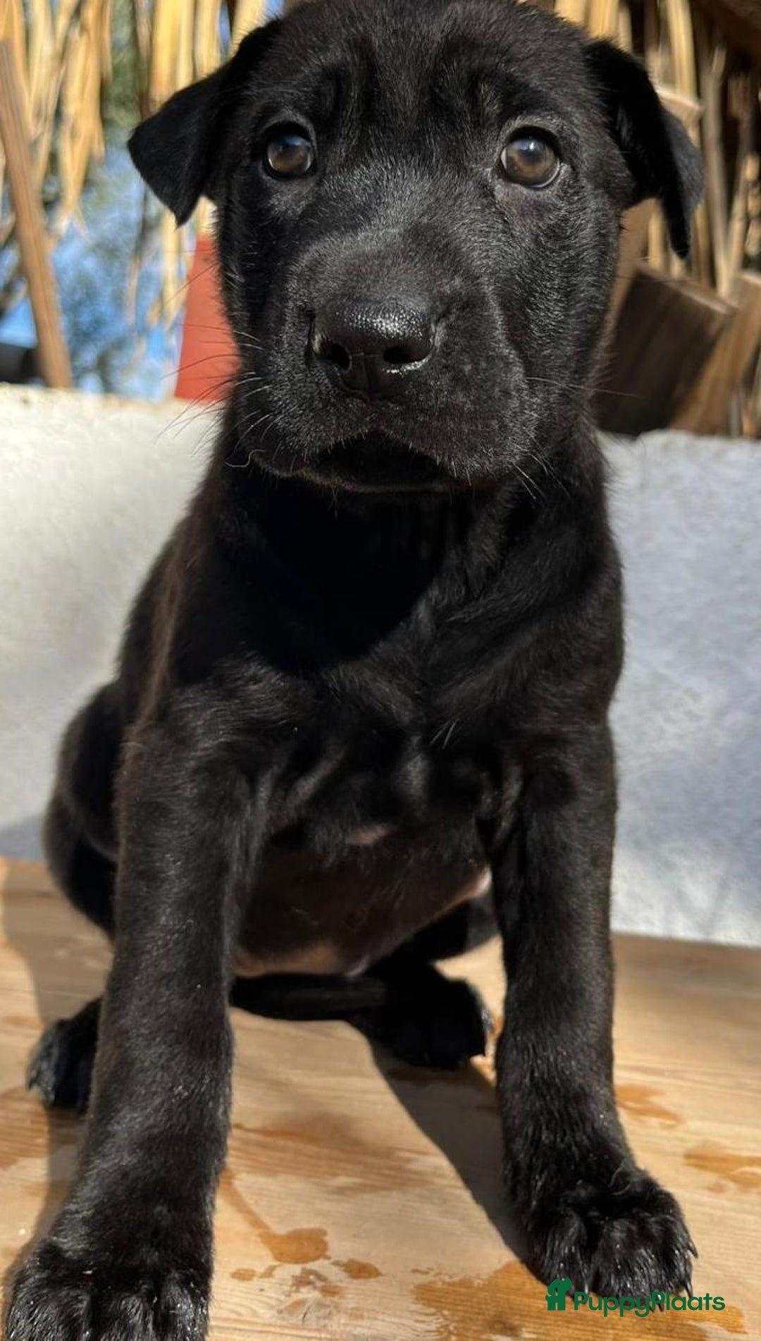 Kruising honden ter adoptie: ganie  wat een schatje en  op zoek naar huisje  - Advertentie 5