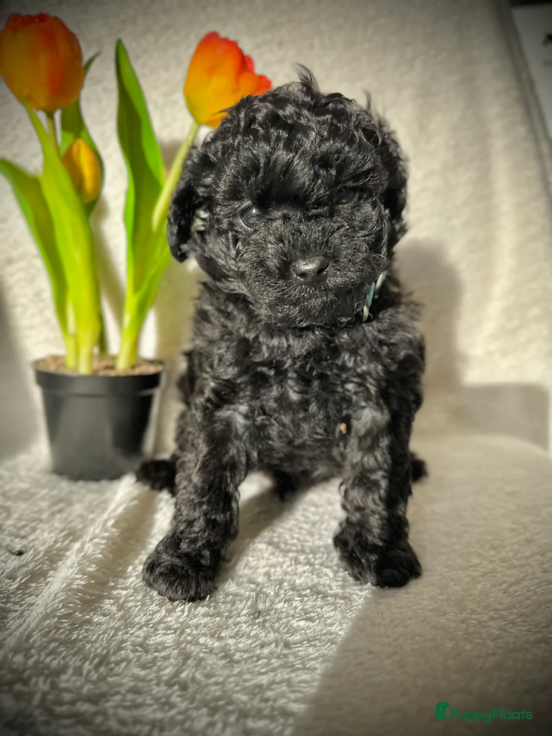 Poedel Toy honden te koop: Toypoedel pups (mini toypoedel) toypoodle puppy’s  - Advertentie 6