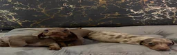 Teckel (korthaar)  honden te koop: Merle teckel pupjes. - Advertentie 2