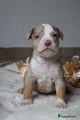Amerikaanse Bully Puppy 6