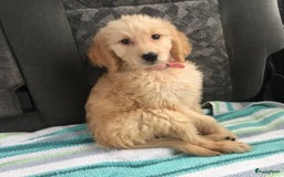 Goldendoodle honden ter dekking: Amerikaanse Dekreu - 1e generatie - Goldendoodle in Alkmaar - Afbeelding 4
