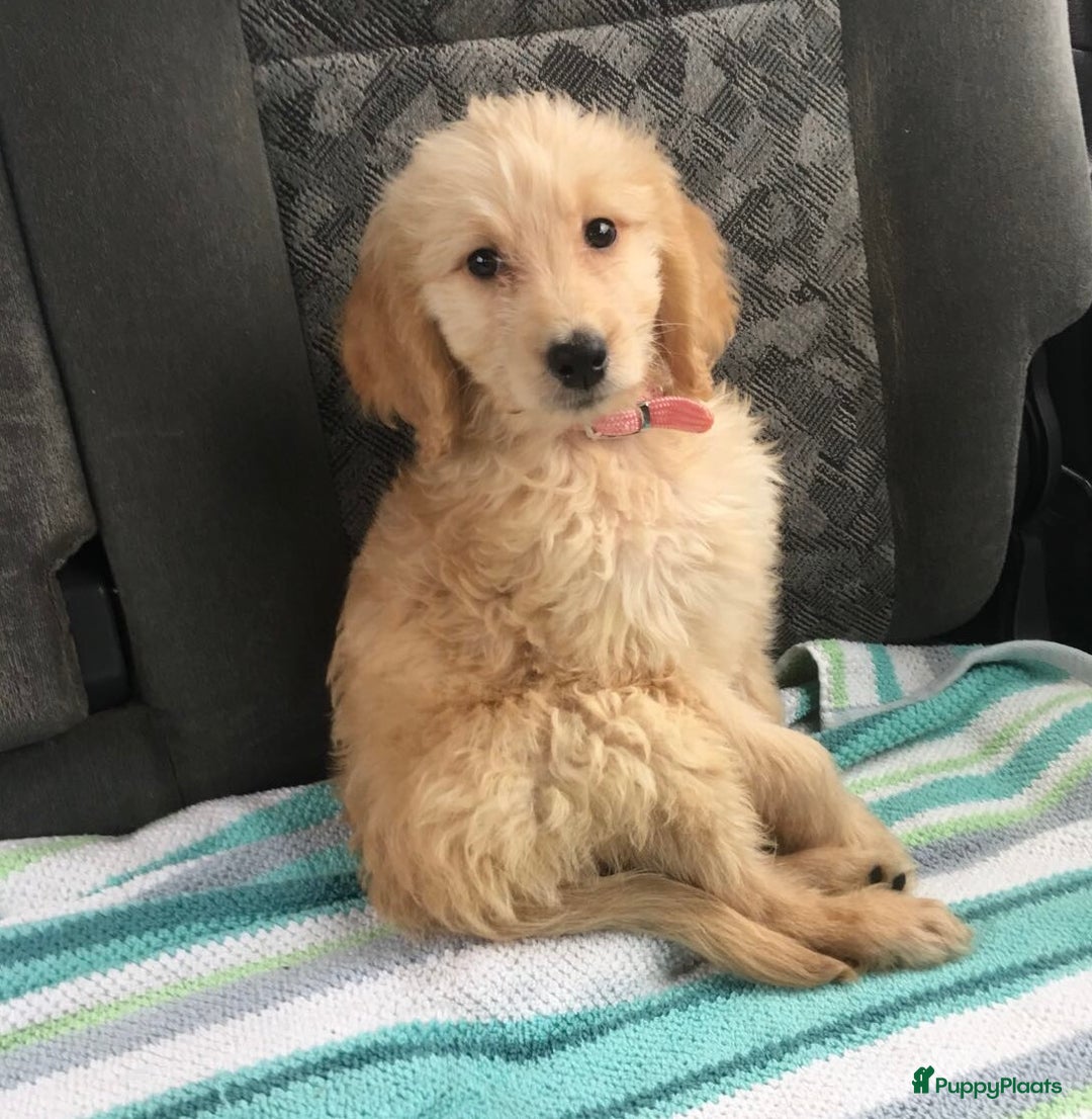 Goldendoodle honden ter dekking: Amerikaanse Dekreu - 1e generatie - Goldendoodle in Alkmaar - Afbeelding 4