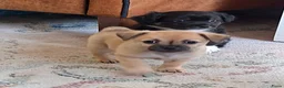 Kruising honden te koop: Superlieve chihuahua kruising  - Advertentie 2