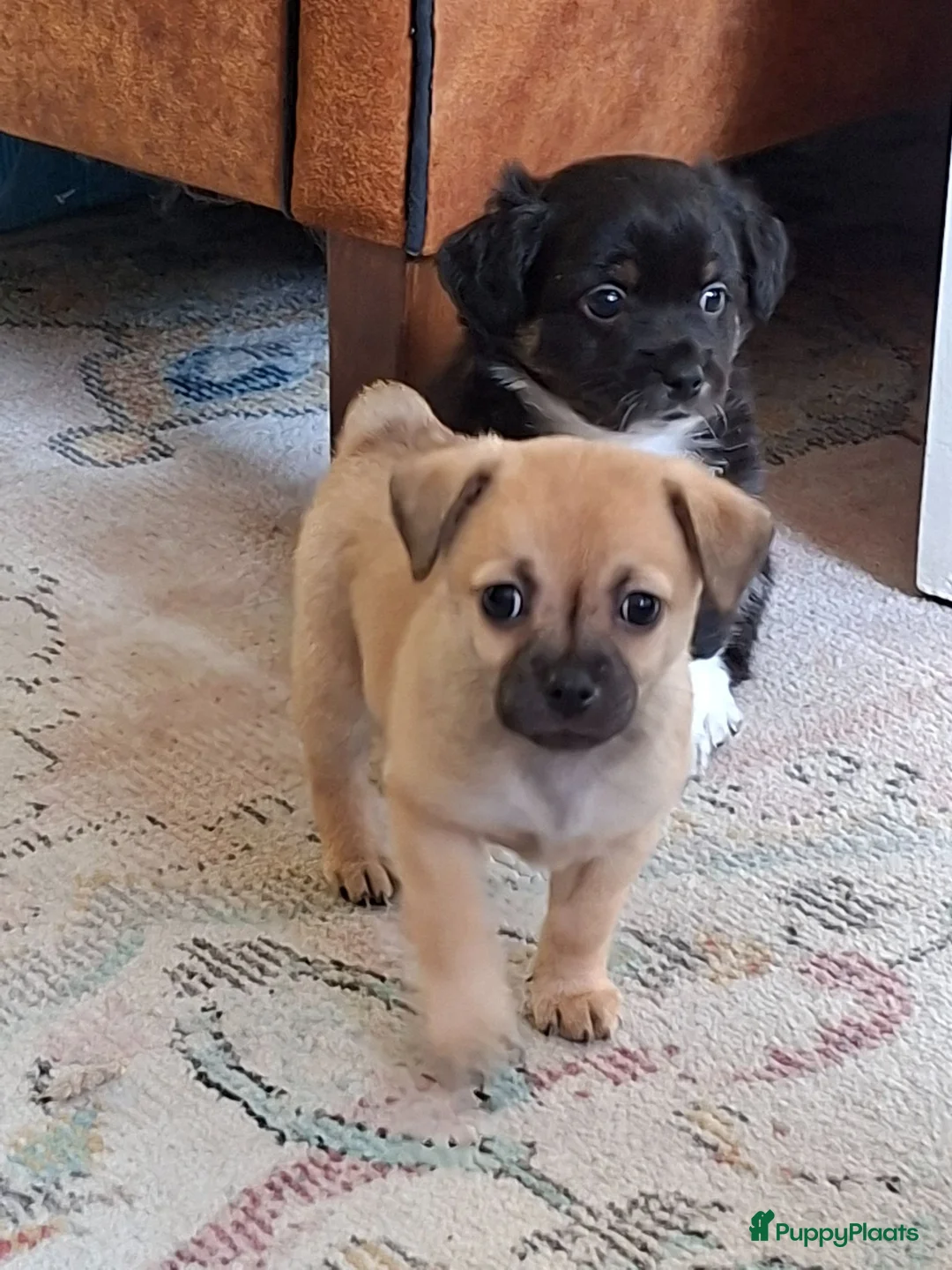 Kruising honden te koop: Superlieve chihuahua kruising  - Advertentie 2
