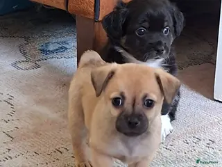 Kruising honden Superlieve chihuahua kruising - Advertentie 5