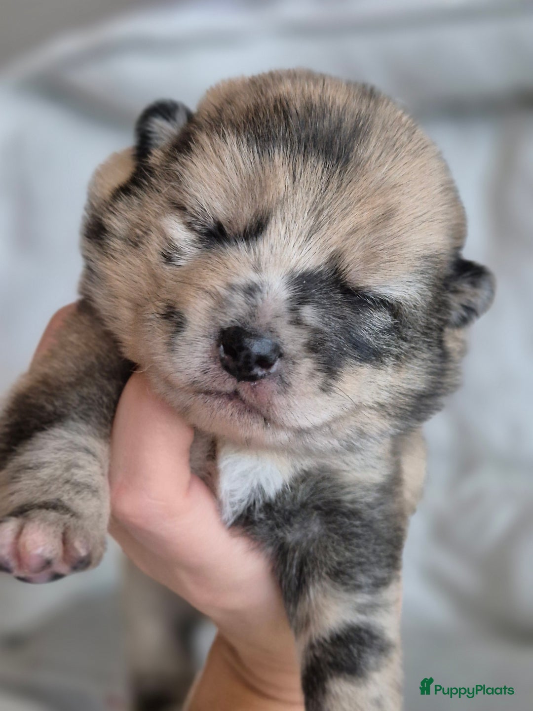 Kruising honden te koop: Prachtige Pomsky x Shiba pups - Advertentie 4
