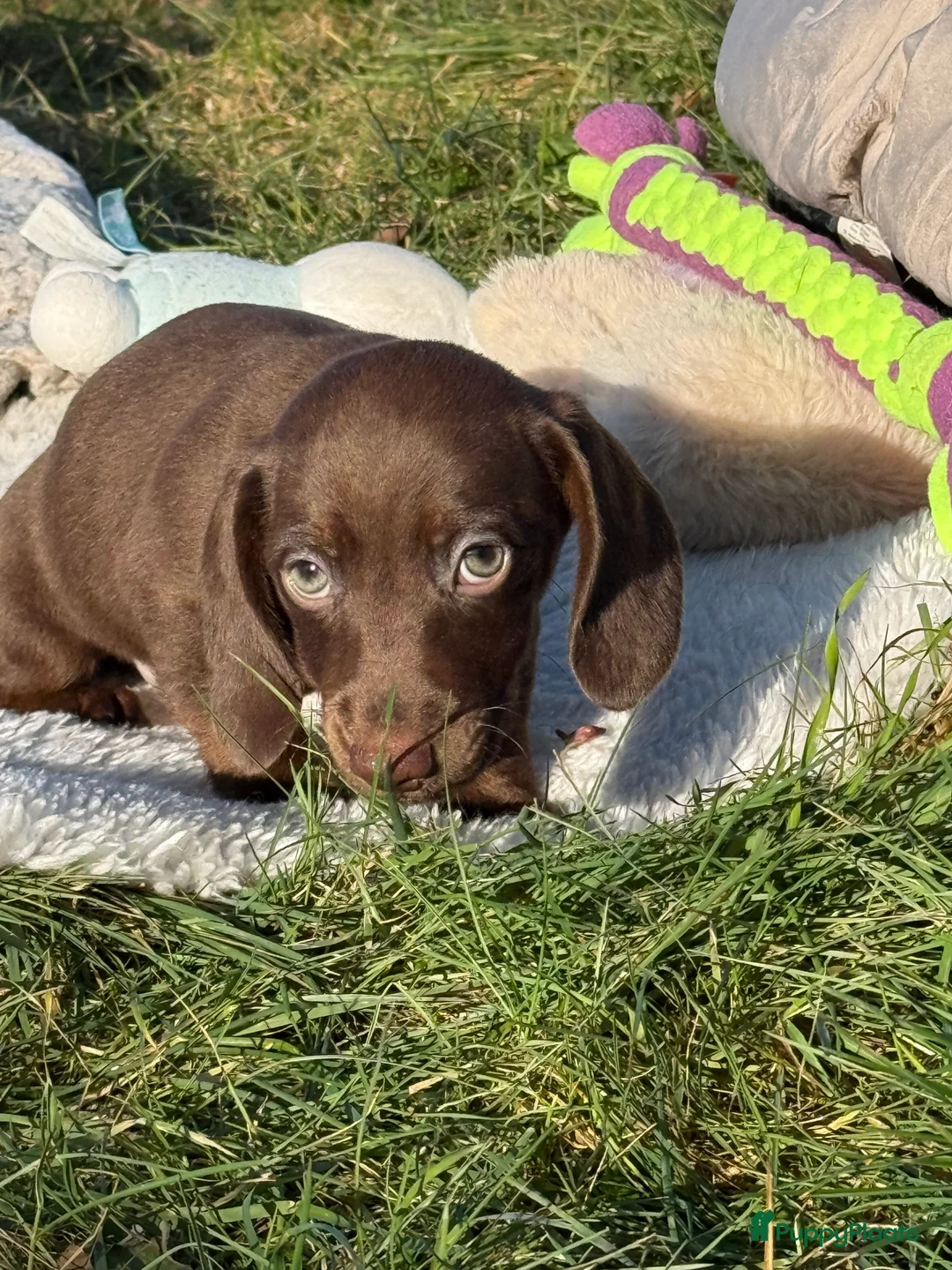 Teckel (korthaar)  honden te koop: Dwergteckel  puppies  - Advertentie 9