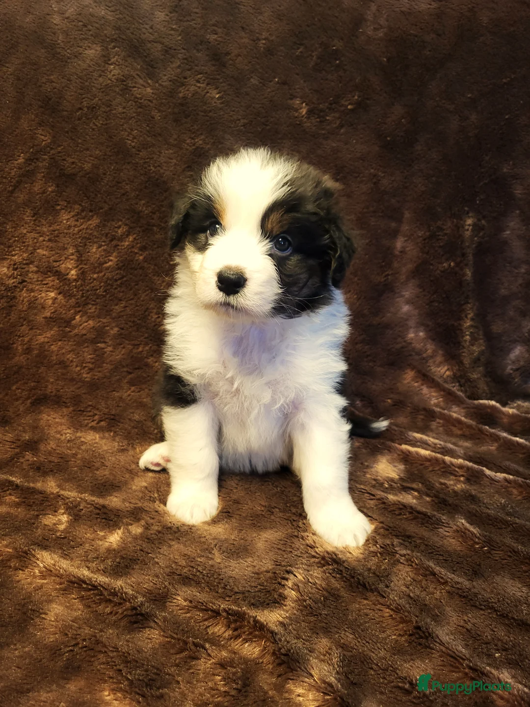 Australian Shepherd honden te koop: Australian Shepherd ouders FCI Stamboom - Advertentie 13