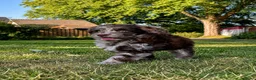 Labradoodle honden te koop: 2 prachtige Labradoodle puppy’s mogen nu verhuizen - Advertentie 5