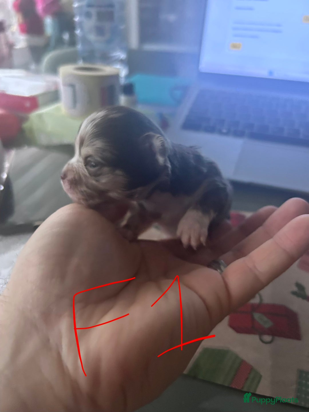 Chihuahua honden te koop: 6 lieve Chihuahua puppy’s - Advertentie 27