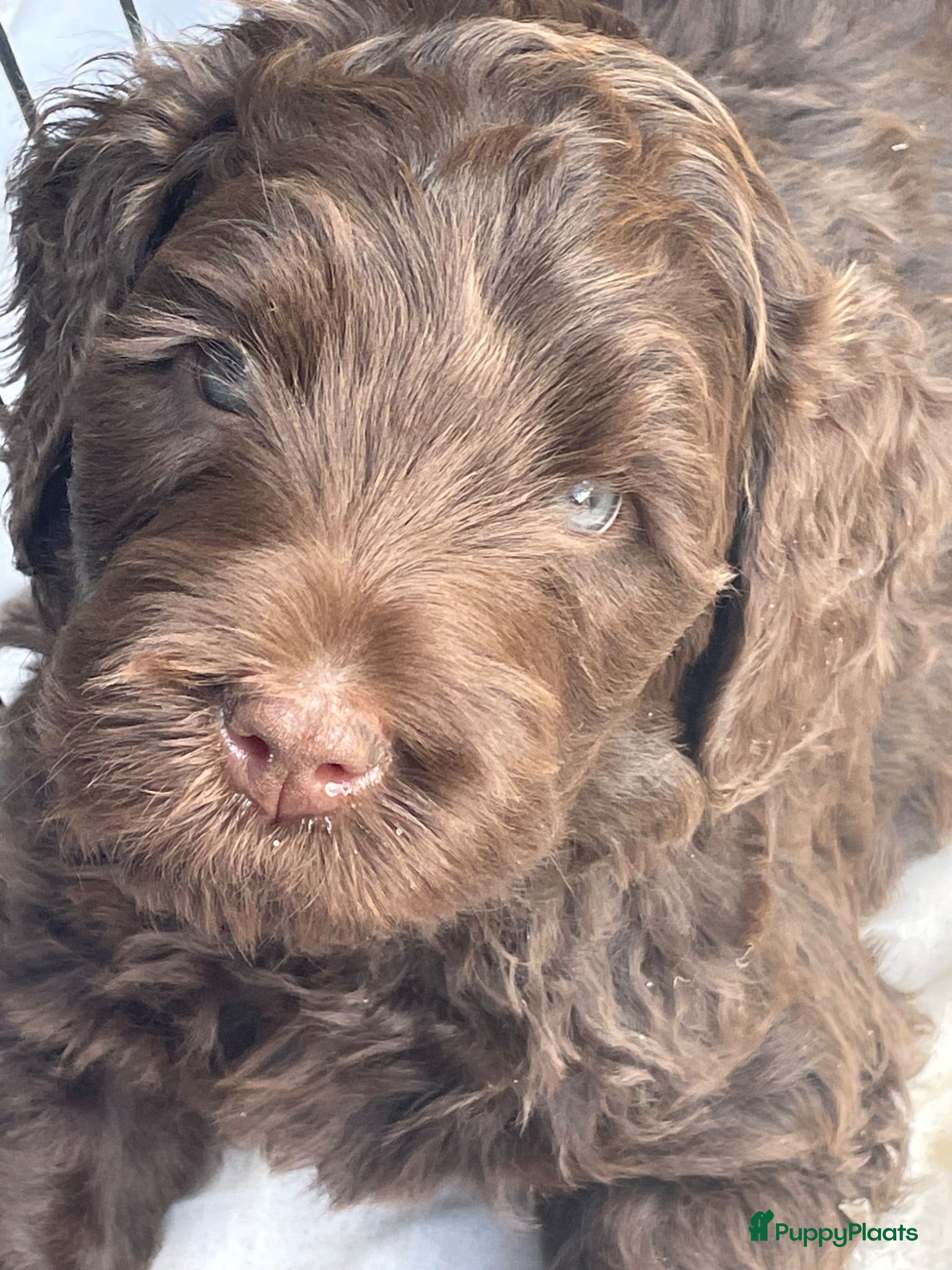 Labradoodle honden Nog 1 medium labradoodle met Australian bloed  - Advertentie 8