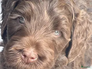 Labradoodle honden Nog 1 medium labradoodle met Australian bloed - Advertentie 8