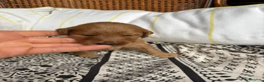 Cooper