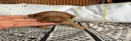 Labradoodle honden te koop: Labradoodle / 'Dubbel Doodle' pups geboren! - Advertentie 11