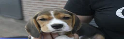 Beagle honden te koop: Prachtige Beagle pups met stamboom ! - Advertentie 4
