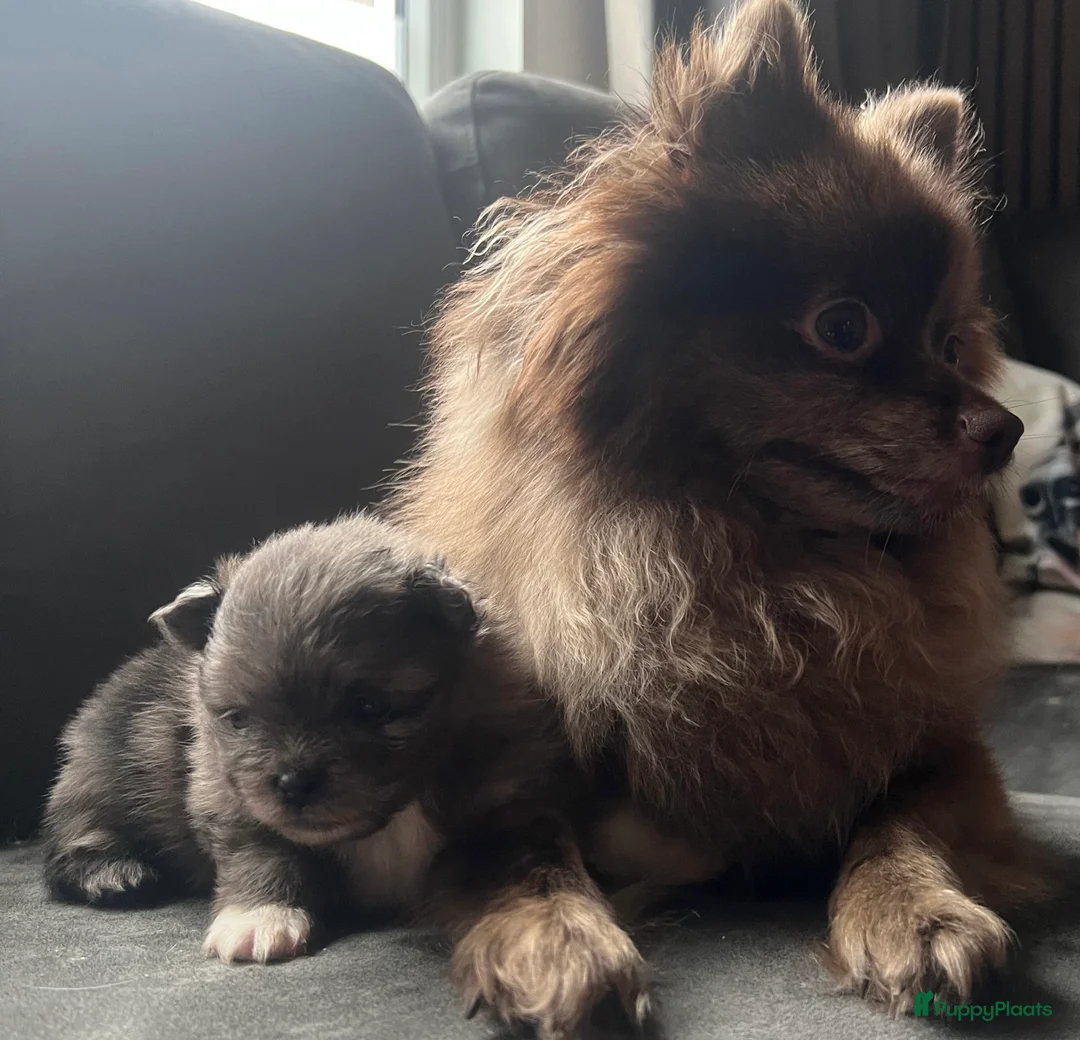 Pomeriaan honden te koop: Alle pups zijn gereserveerd ❤️ - Advertentie 15