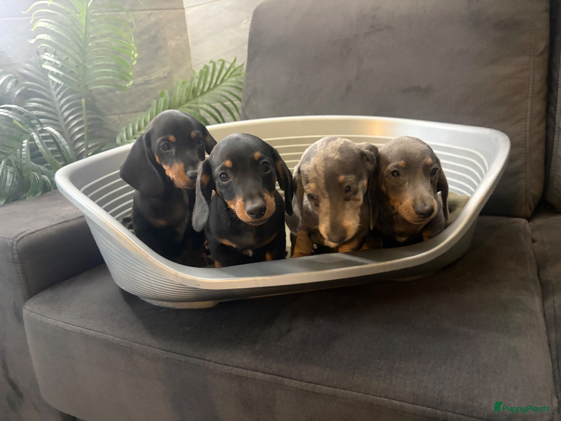 Teckel (korthaar)  honden Dwerg Teckel Pups. - Advertentie 1