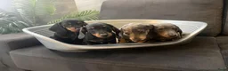 Teckel (korthaar)  honden te koop: Dwerg Teckel Pups. - Advertentie 1