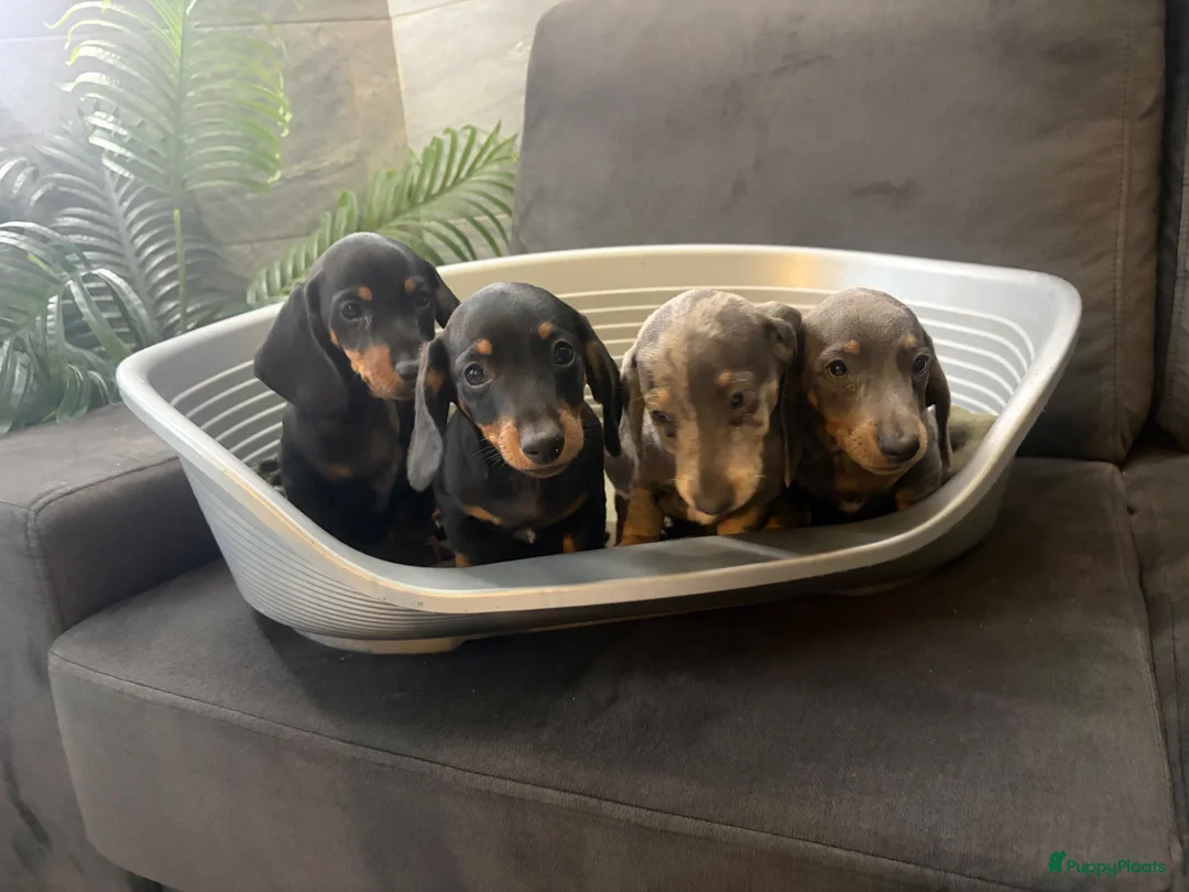 Teckel (korthaar)  honden te koop: Dwerg Teckel Pups. - Advertentie 1