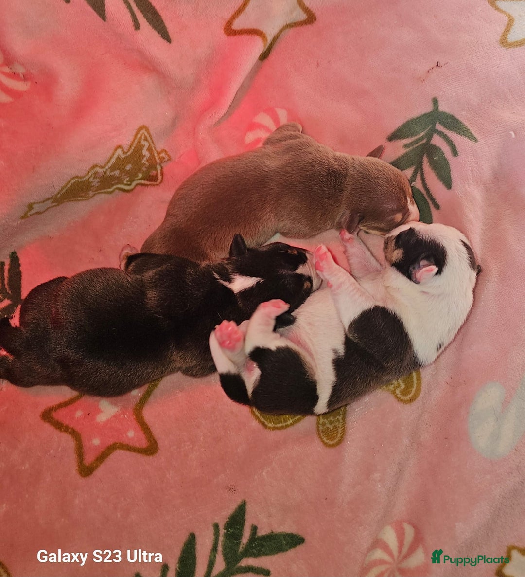 Amerikaanse Bully honden te koop: Pocket bullys met abkc stamboom  - Advertentie 7