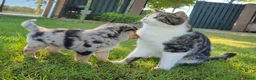 Kruising honden te koop: Mini australian shepherd pup - Advertentie 11