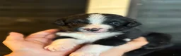 Berner Sennenhond honden te koop: Bernersennen pups  - Advertentie 7
