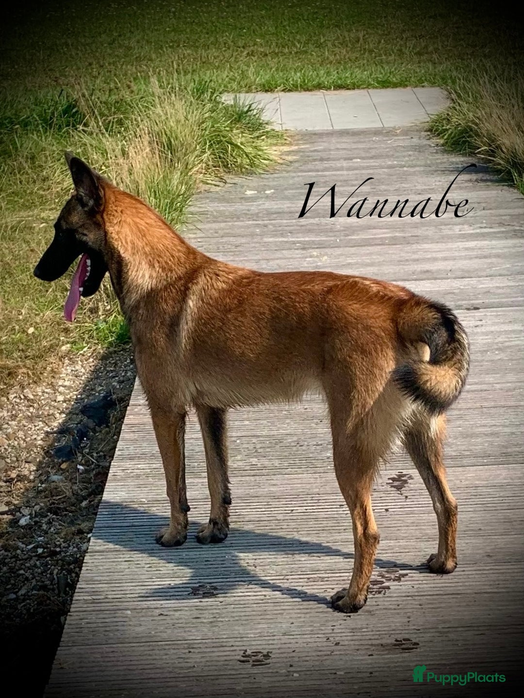 Mechelse Herder honden te koop: Mechelse herder pups met stamboom F.C.I - Advertentie 11