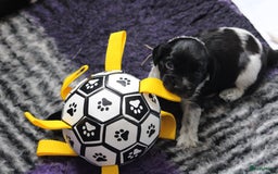 Nederlandse Schapendoes honden te koop: Nederlandse schapendoes puppy’s  - Afbeelding 4
