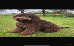 Labradoodle honden te koop: Medium choco doodles met Australian bloed - Afbeelding 5