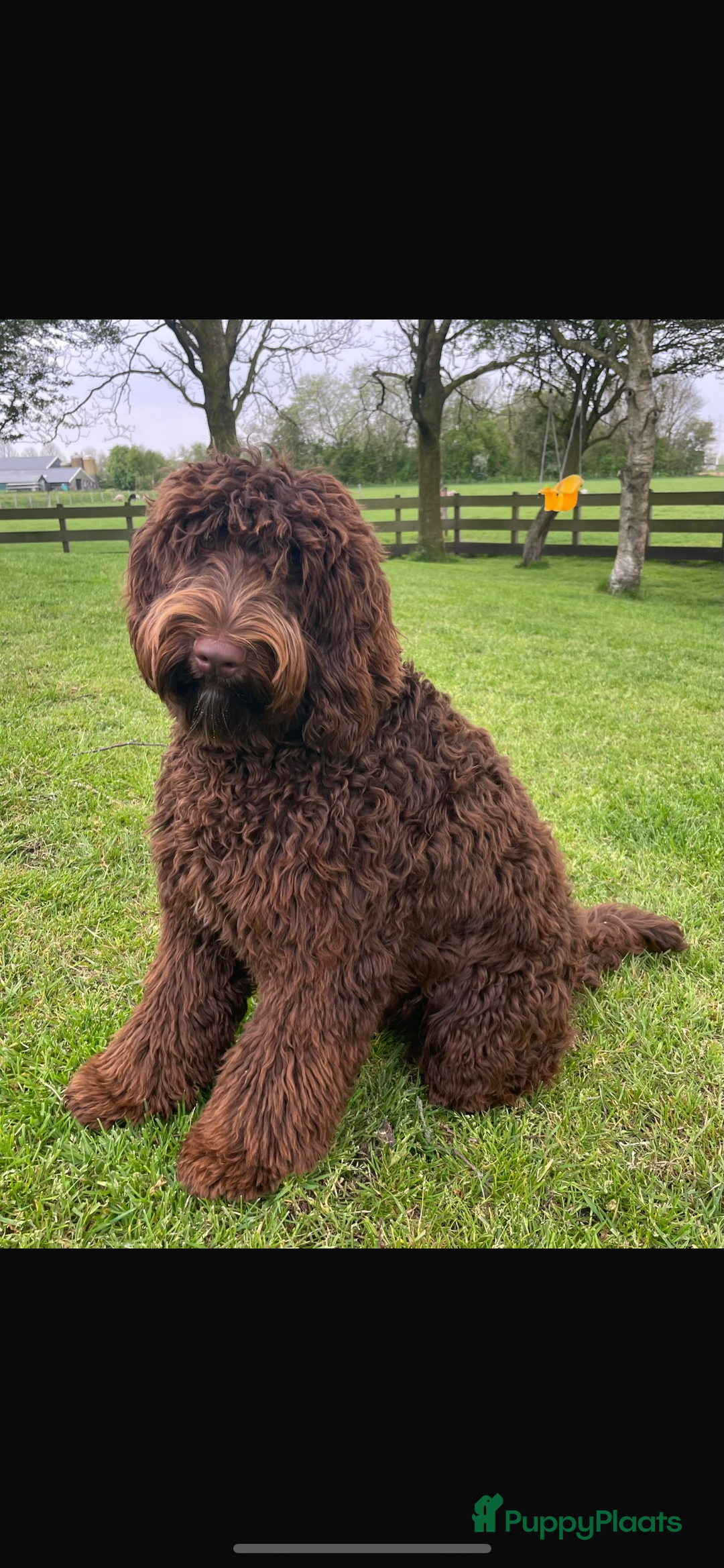 Labradoodle honden te koop: Medium choco doodles met Australian bloed - Afbeelding 5